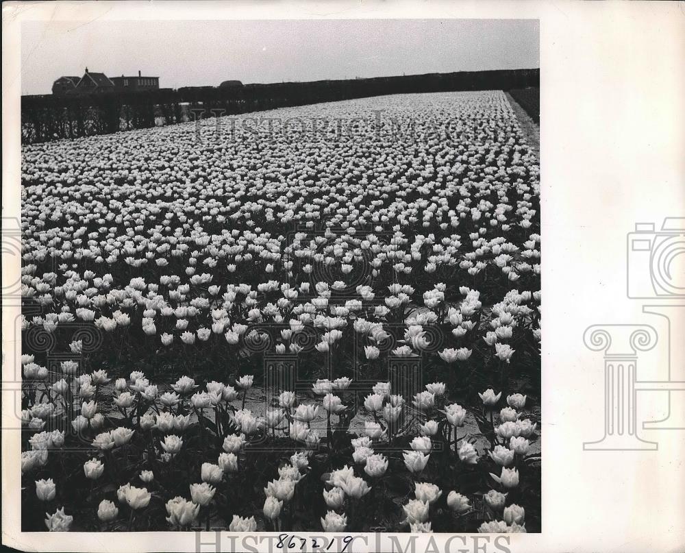 1948 Press Photo Field of Tulips at Holland - neb14504 - Historic Images