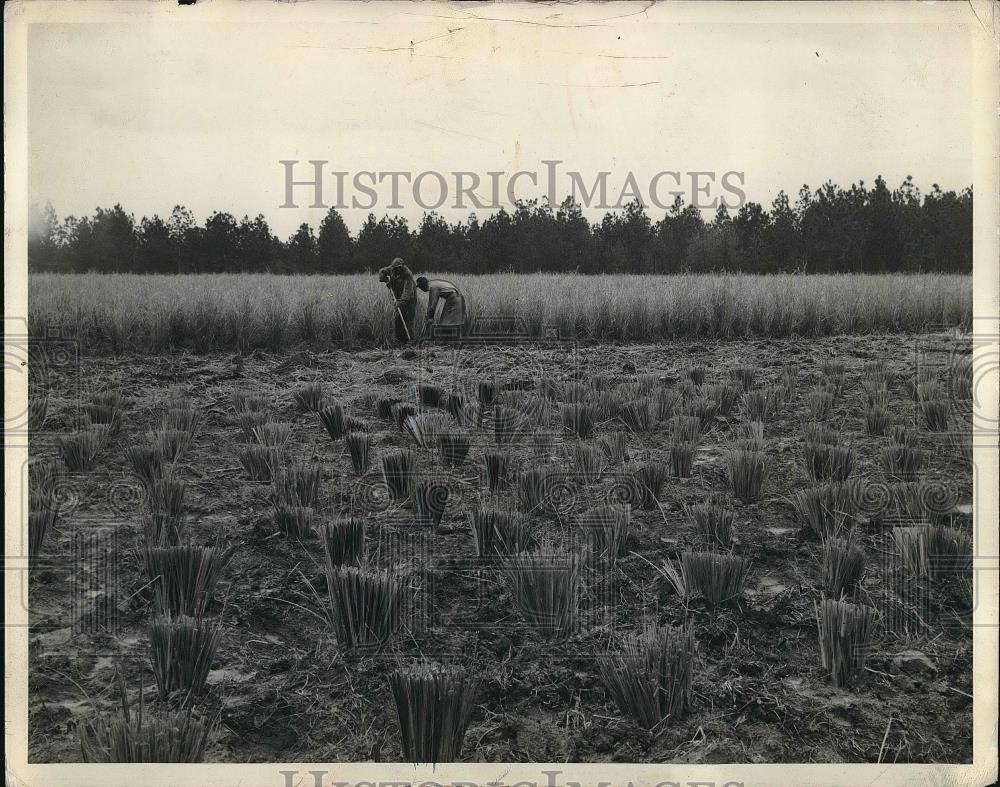 1938 Press Photo Farmers working on Vetiver Field in New York - neb04480 - Historic Images