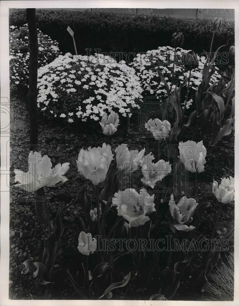 1957 Press Photo Exotic Addition White Parrot Tulips - Historic Images