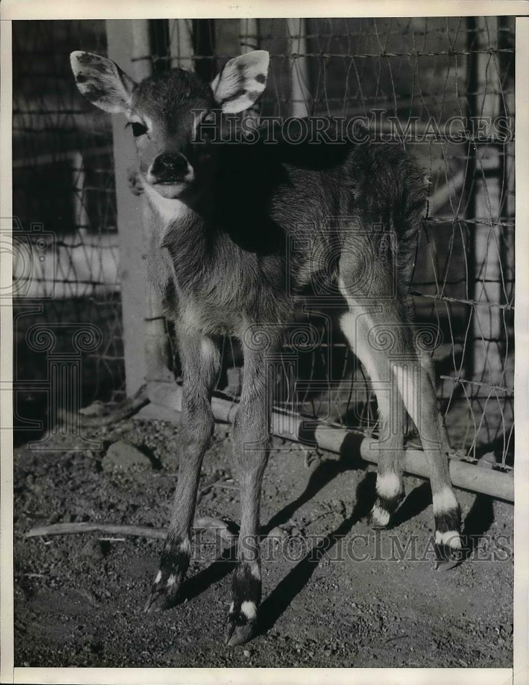 1935 Press Photo Dizzy, baby Bilgai - neb14659 - Historic Images