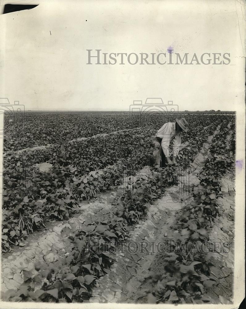 1954 Press Photo Farmer in the fields picking Green Beans - Historic Images