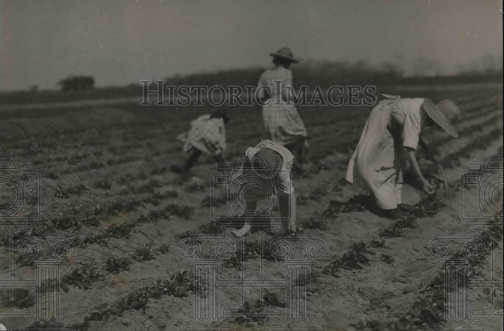 Press Photo People working in strawberry fields - Historic Images