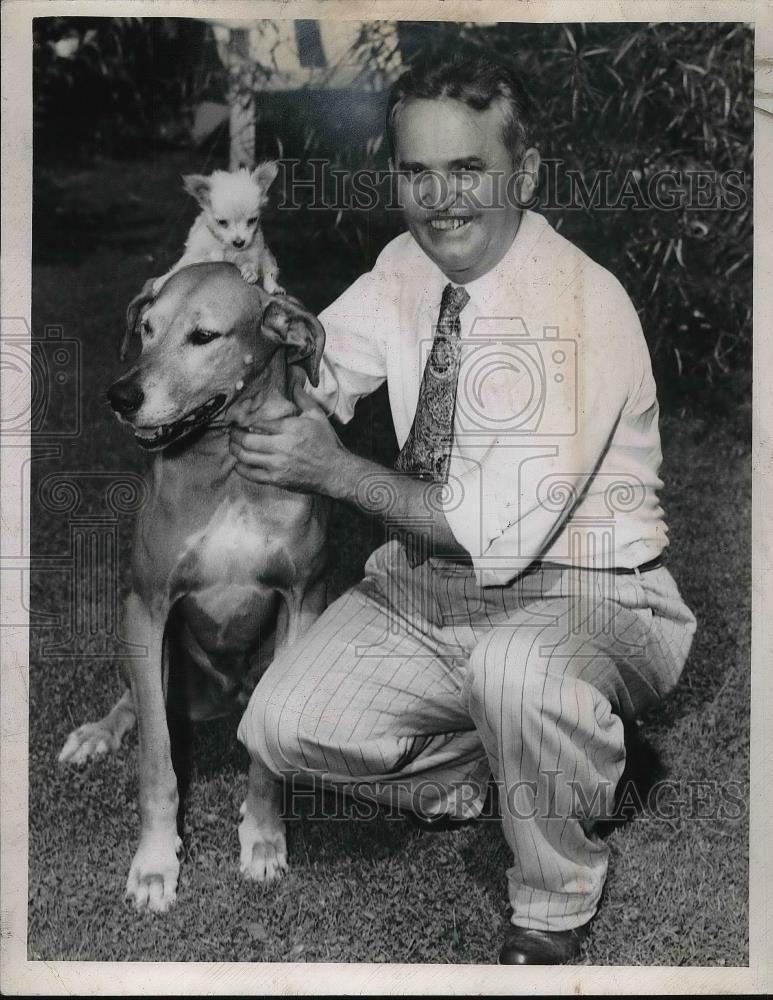 1945 Press Photo Frank Krufanski, Great Dane with Mexican Dog on Back - Historic Images