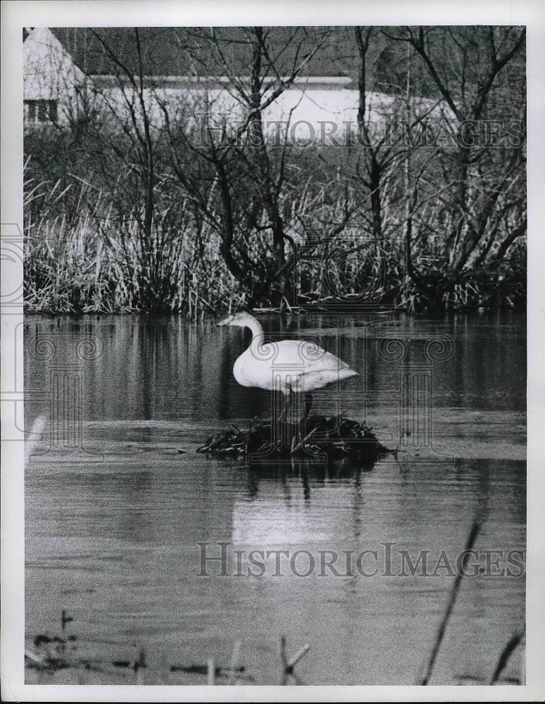 1970 Press Photo Goose on Island Surrounded by Water - Historic Images