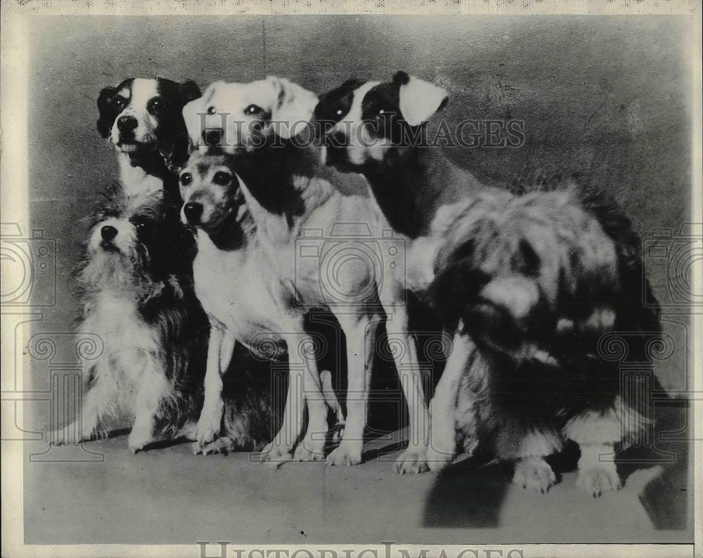 1930 Press Photo Beacoup &quot;Grandchild&quot; Puppies - Historic Images