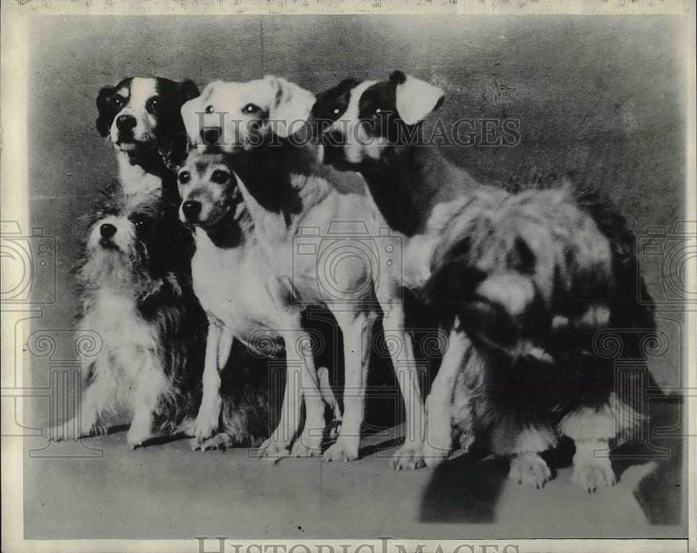 1930 Press Photo Beacoup "Grandchild" Puppies - Historic Images