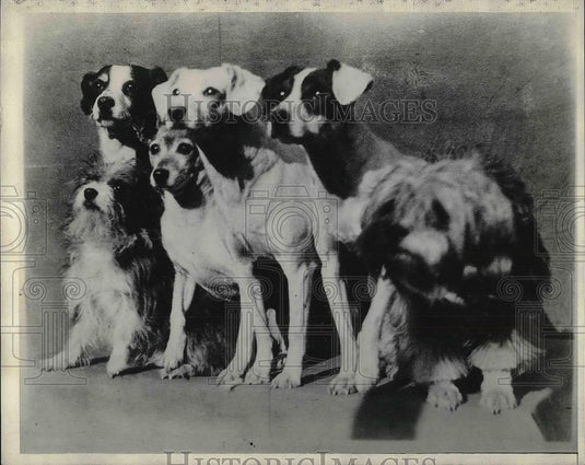 1930 Press Photo Beacoup "Grandchild" Puppies - Historic Images