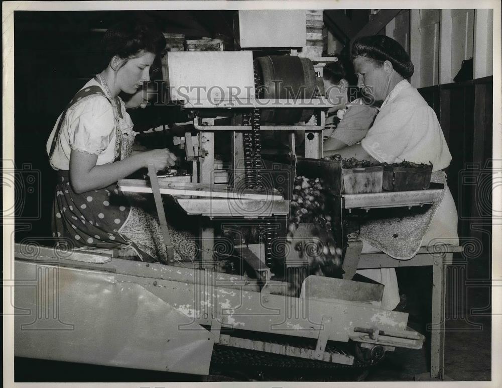 1946 Press Photo &quot;Repaired&quot; Berries Travel To Another Conveyor - nea96466 - Historic Images