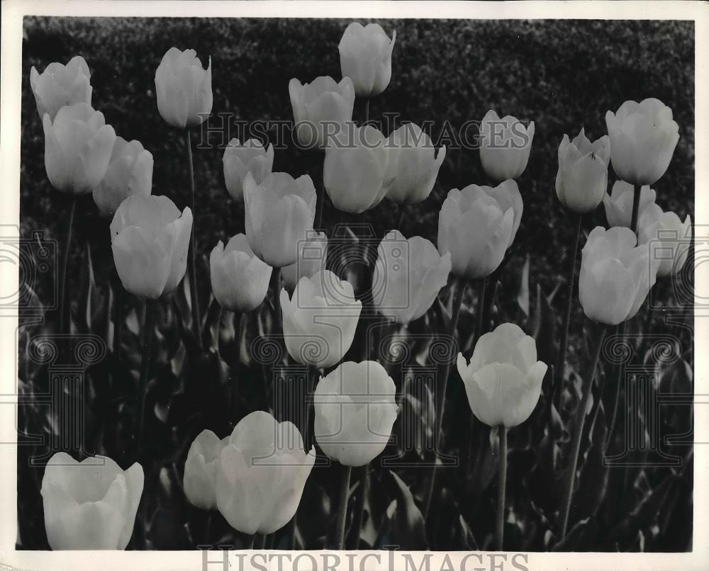 1961 Press Photo Tulips, Bulb Growers of Holland - Historic Images