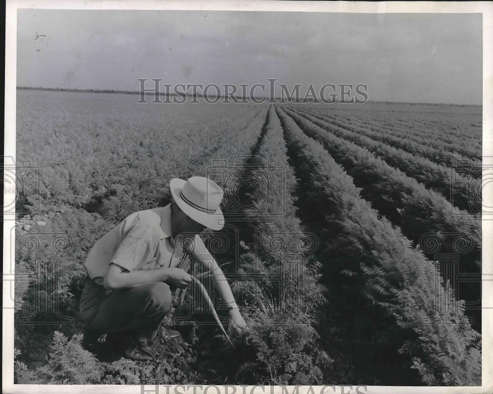 1946 Press Photo Carrot patch Magic Valley Texas - neb17617 - Historic Images