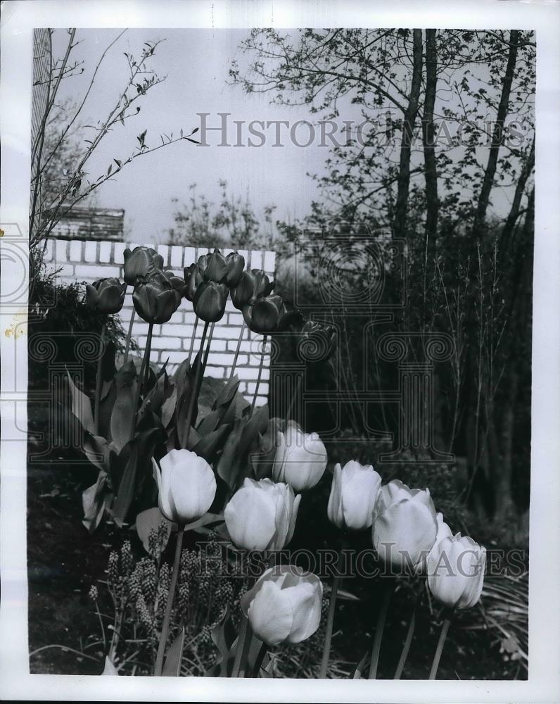 1970 Press Photo Tulips Holland Famous Plant - Historic Images
