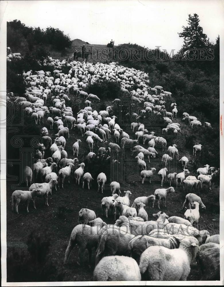 1970 Press Photo Sheep grazing on land of the Lenin Collective farm in Kirghizia - Historic Images