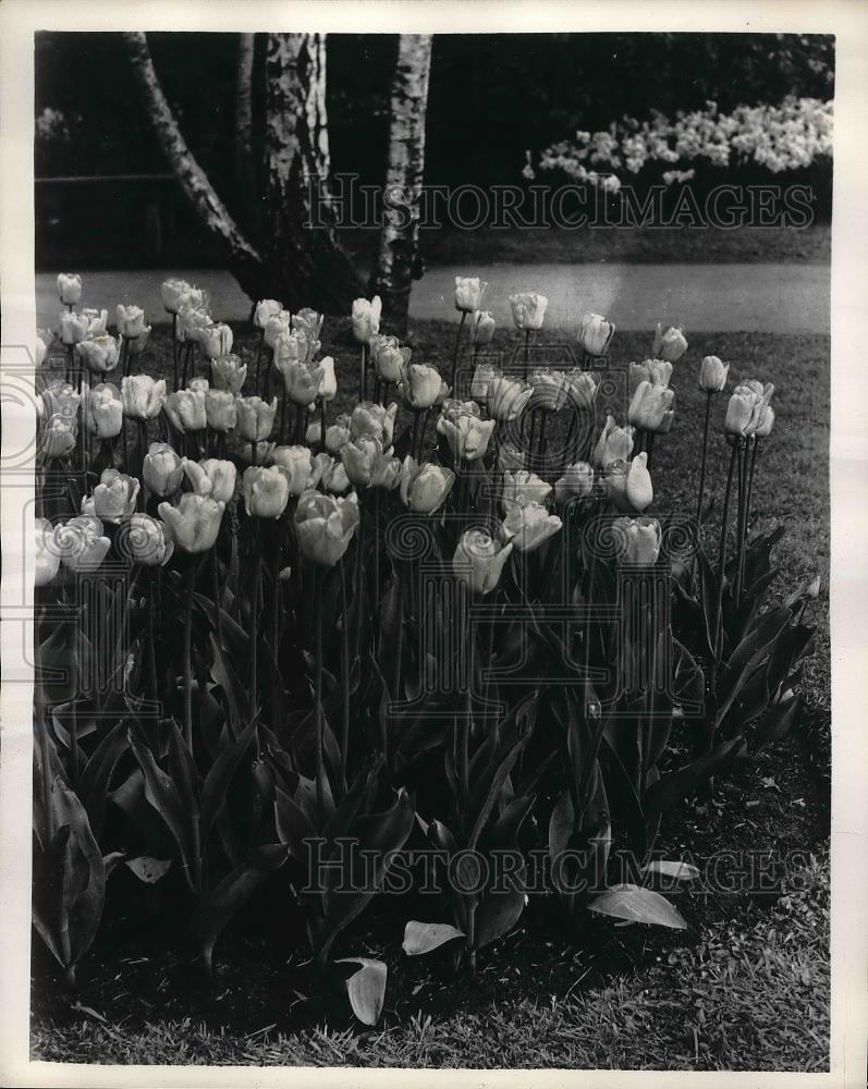 1959 Press Photo Tulips planted in a bed garden flowers - Historic Images