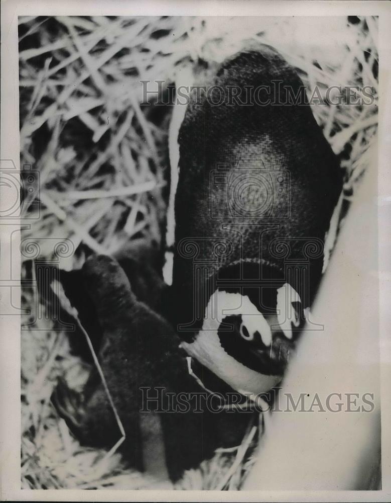 1938 Press Photo Baby Penguins Chessington Zoo - Historic Images