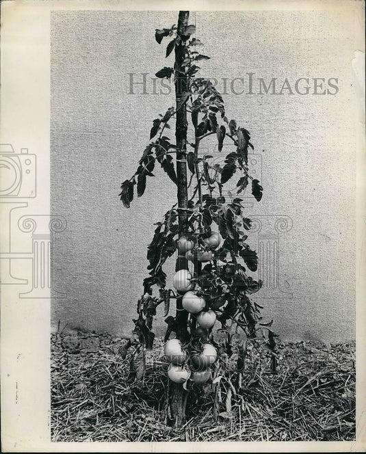 1951 Press Photo Tomatoes - Historic Images