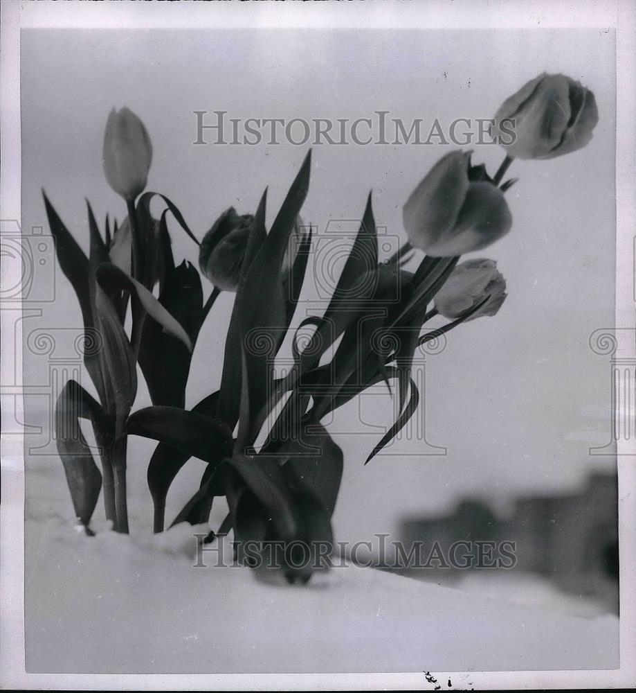 1955 Press Photo Kansas City, MO Tulip Buds - Historic Images