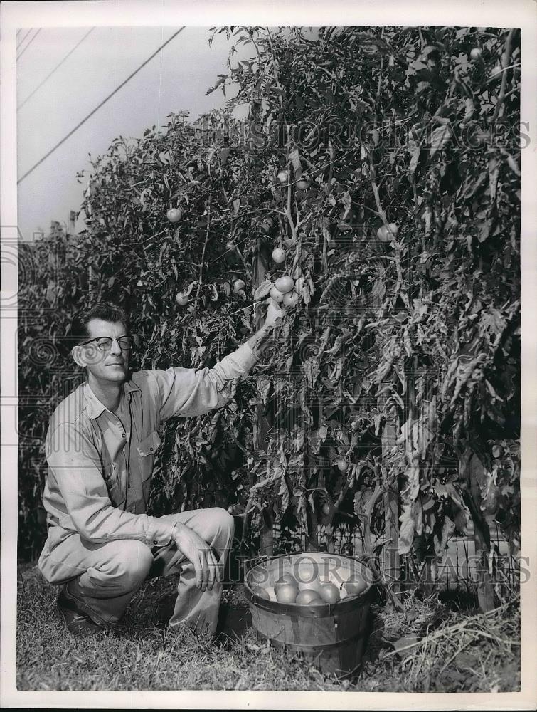 1956 Press Photo proud tomato plant grower H. S. Toal of Topeka, KS - Historic Images