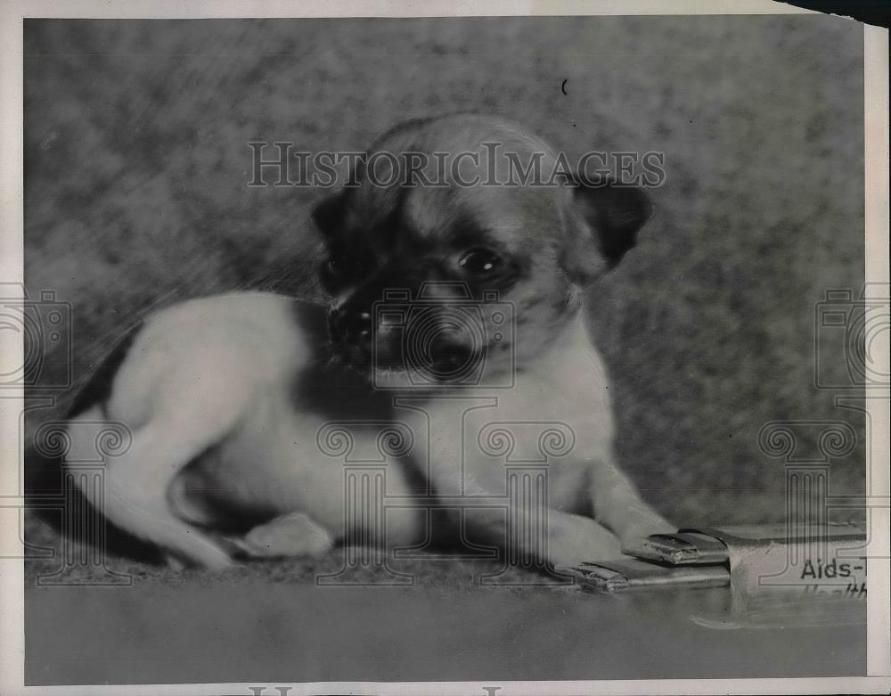 1938 Press Photo Smallest Puppy In The World Gibson Michigan - Historic Images