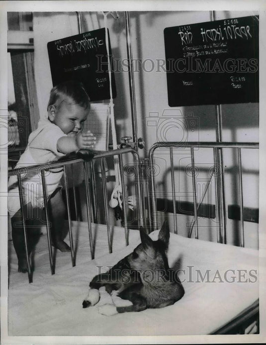 1958 Press Photo Ineborg Spiegel in Childrens hospital with fawn - Historic Images