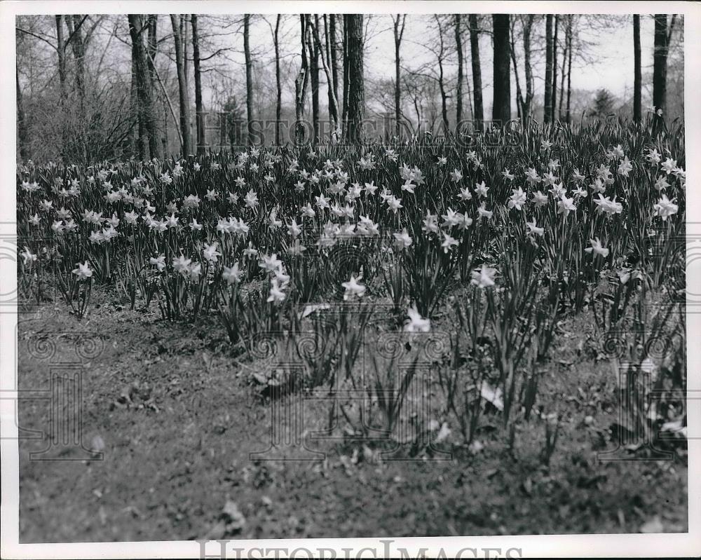 1958 Press Photo Daffodils at Lakeview Cemetery - neb18218 - Historic Images