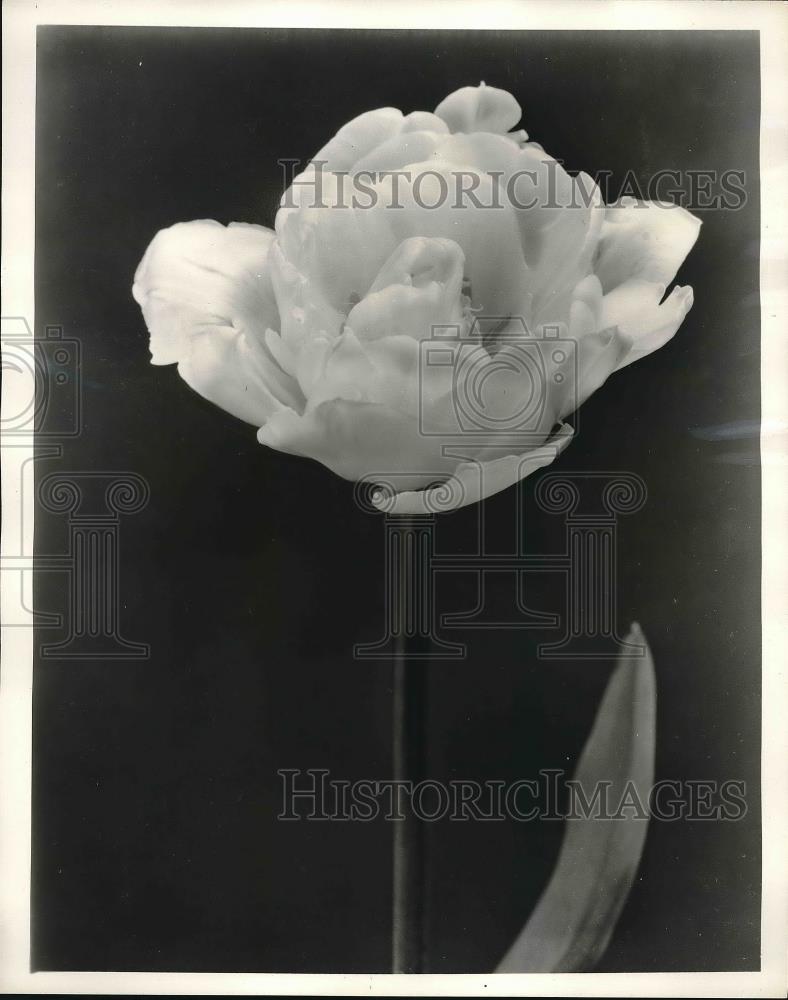 1962 Press Photo Mount Tacoma, a Double Late Tulip - Historic Images