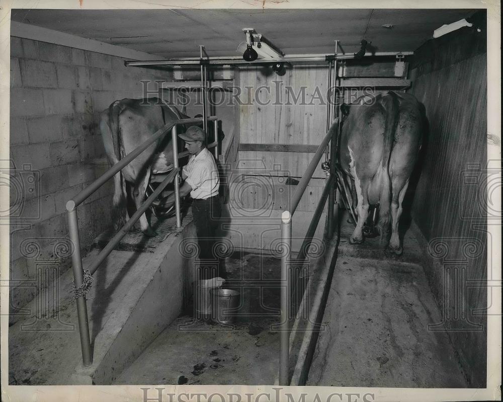 1951 Press Photo Motzee Former Stanchion Barn Milking Parlor - Historic Images