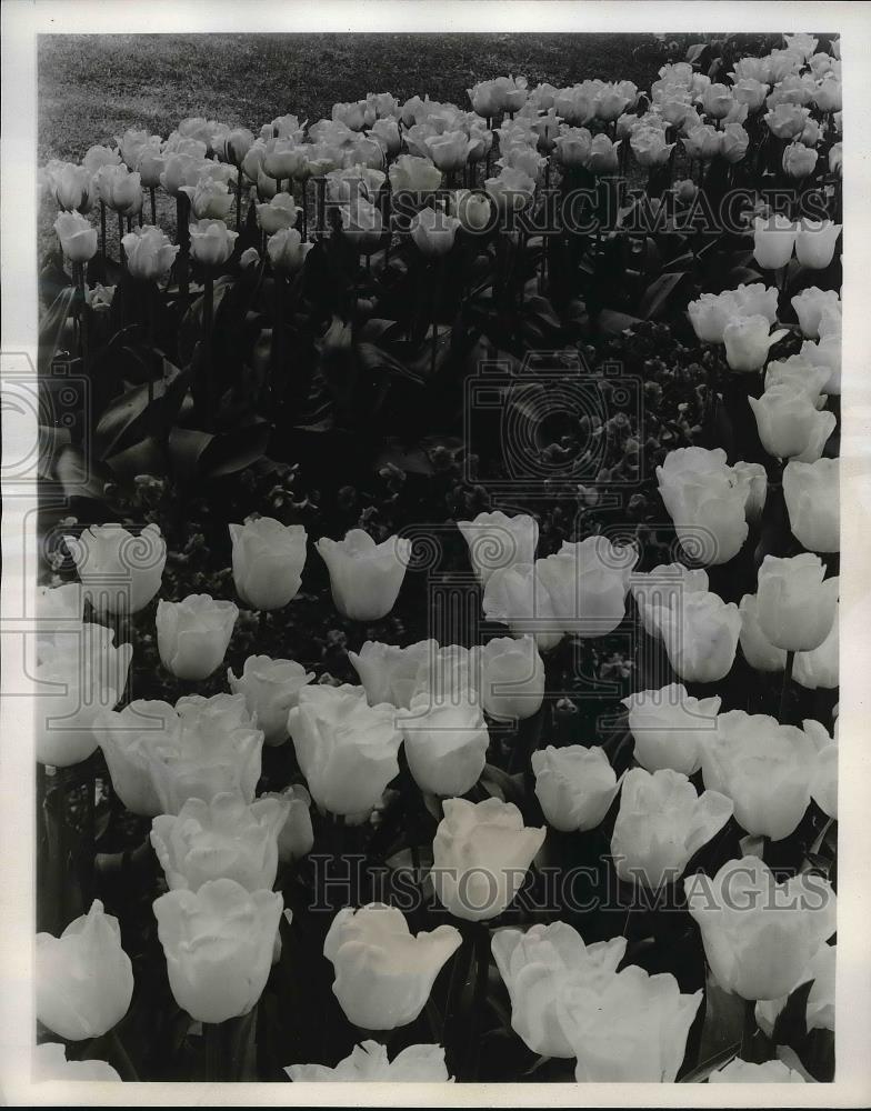 1958 Press Photo Creamy Tulips Blizzard - Historic Images