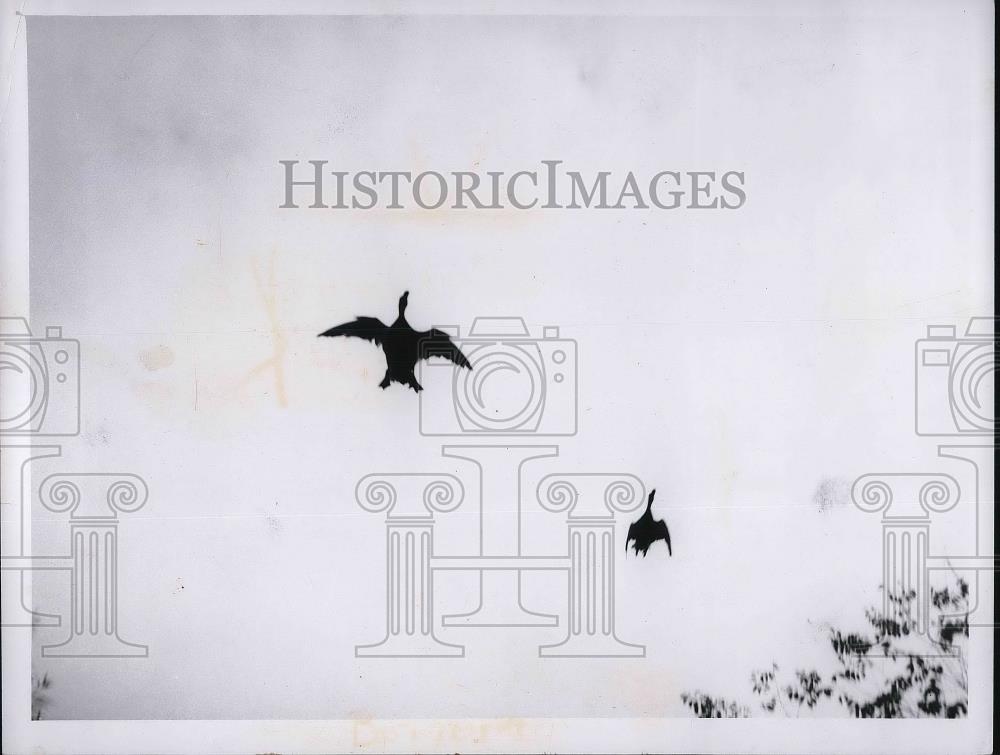 1962 Press Photo Mallard Ducks Flying - Historic Images