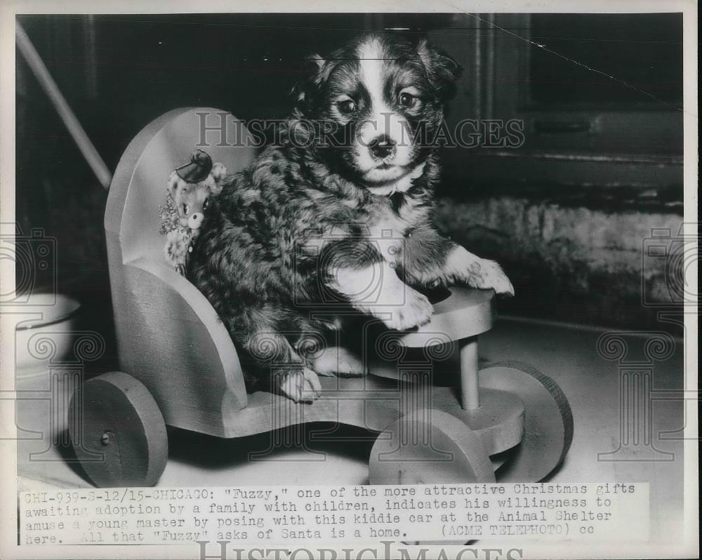 1947 Press Photo Fuzzy The Christmas Puppy Animal Shelter In Chicago - Historic Images