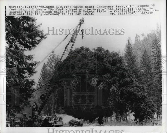 1970 Press Photo Nemo, S.Dak the White House Christmas tree harvested by crane - Historic Images