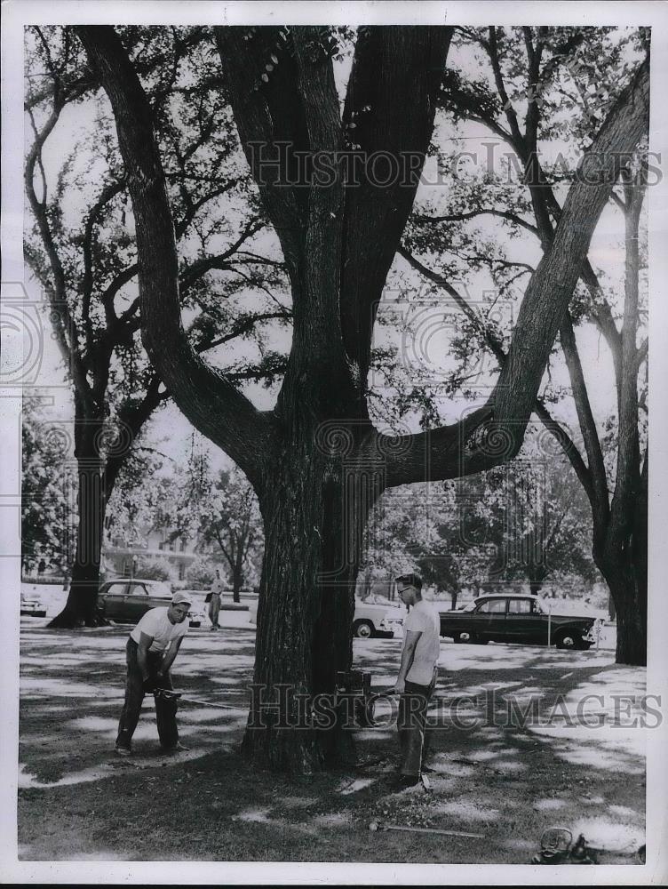 1955 Press Photo famous UI emblem tree at University of Illinois campus - Historic Images