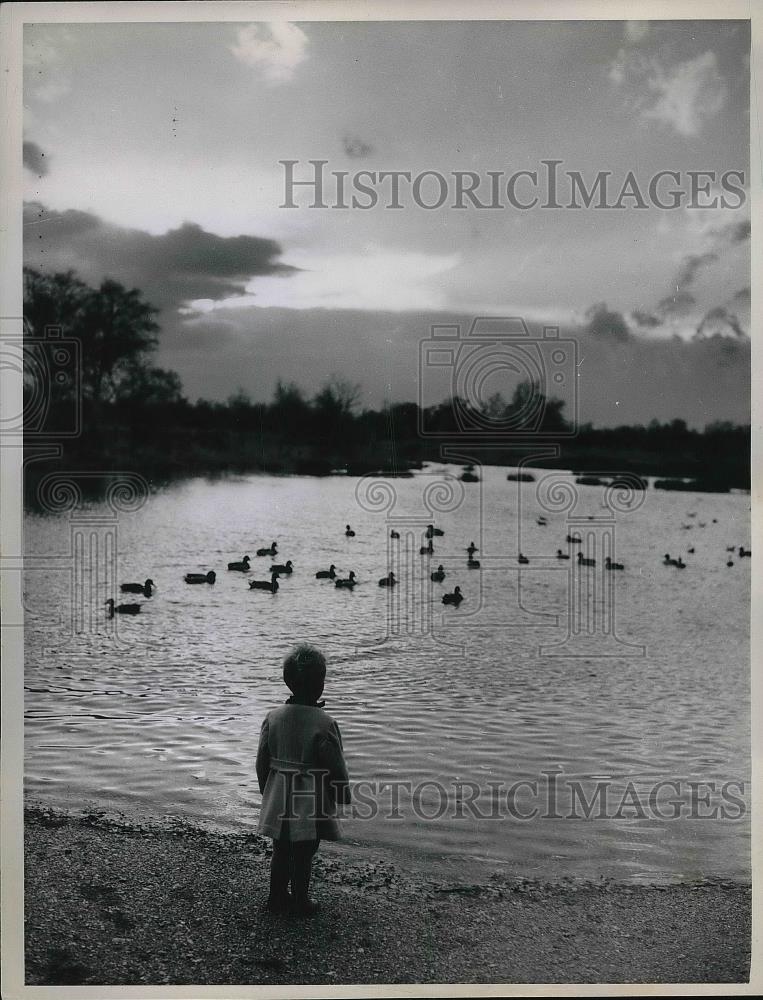 1961 Press Photo Little Boy Watches Ducks on Water at Dusk in London - nea85680 - Historic Images