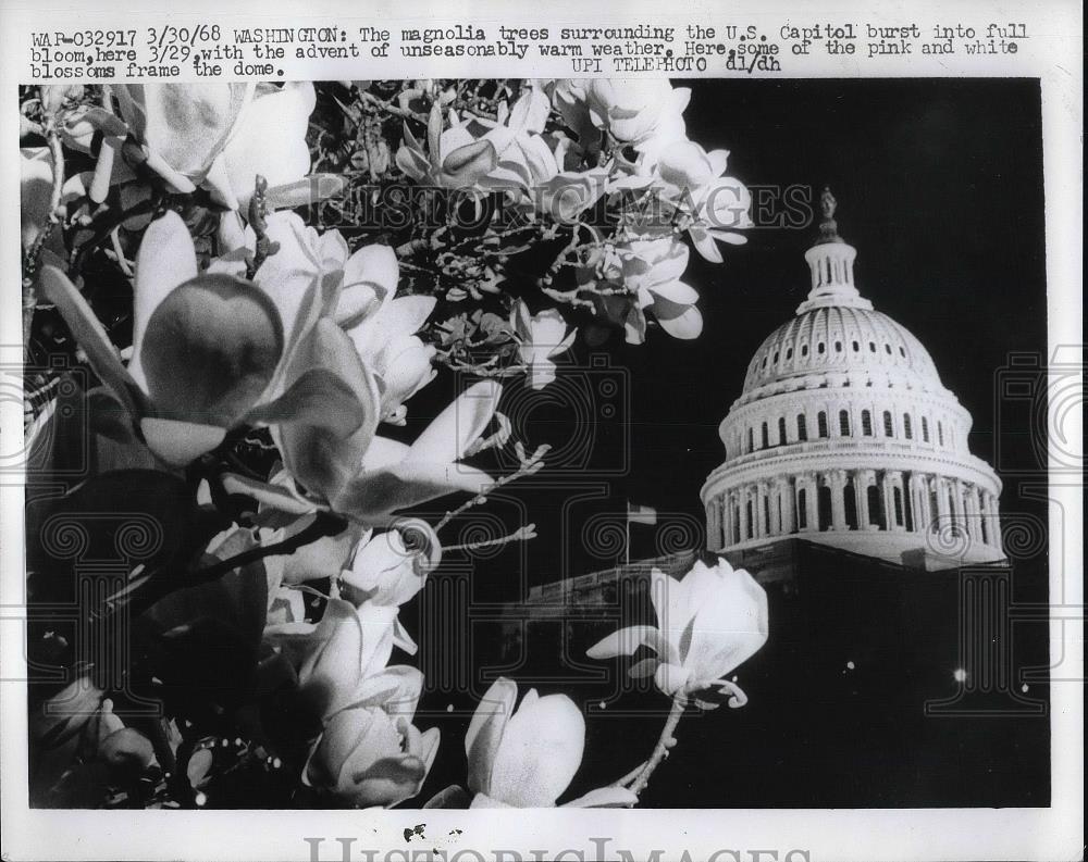 1968 Press Photo Magnolia trees surrounding the United States Capital Building. - Historic Images