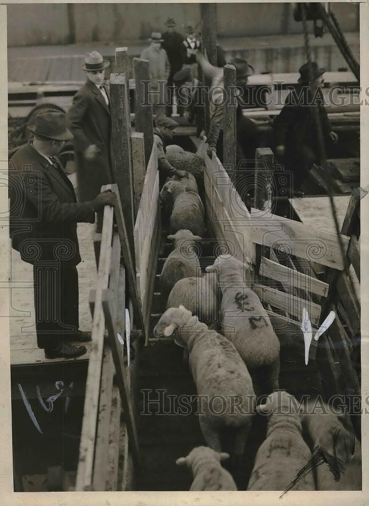 Press Photo Sheep abroad S.S. Arden hall for shipment to Russia for breeding. - Historic Images