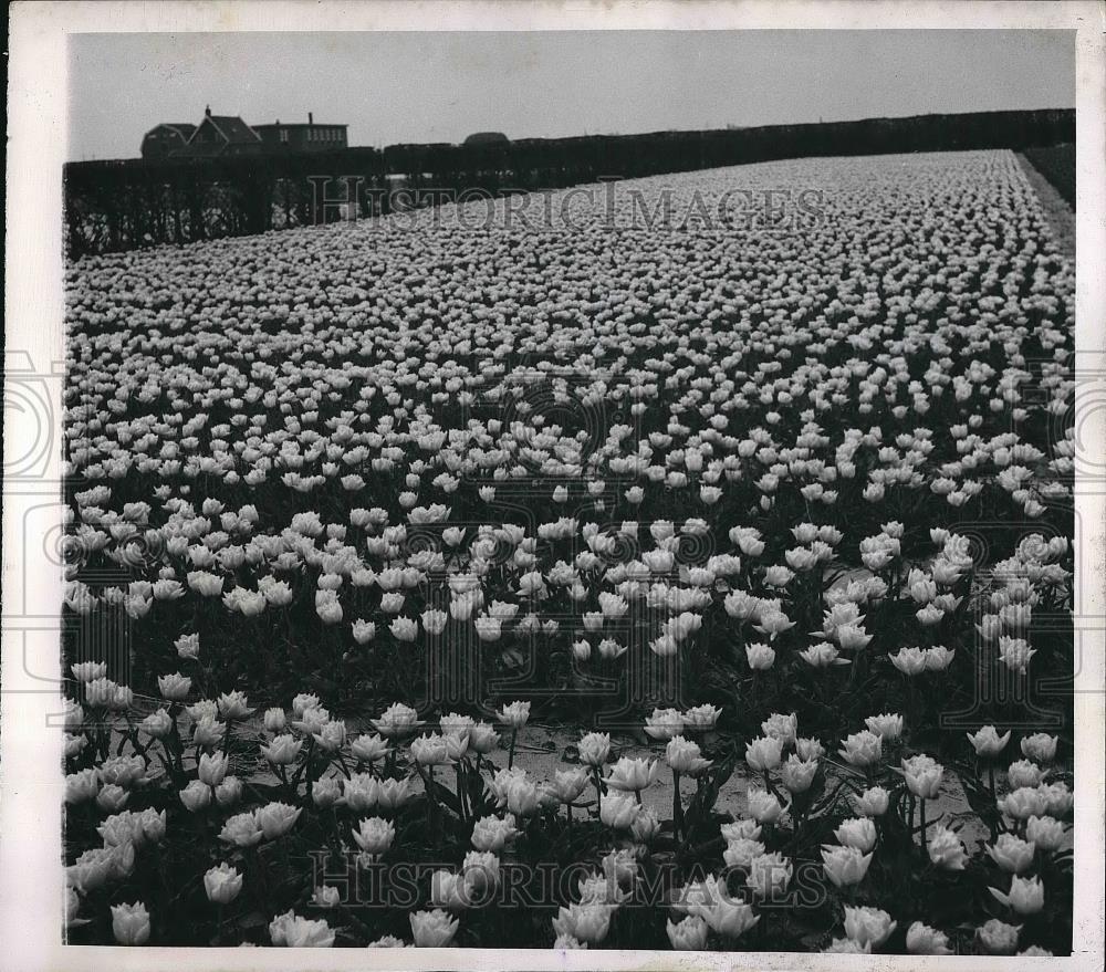 1948 Press Photo Tulip Time in Holland - Historic Images