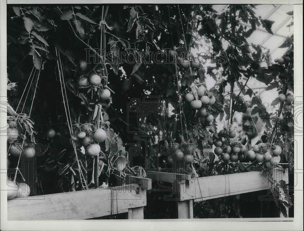 1936 Press Photo Tomatoes Grown in Gericke Tank, Soilless Farming - Historic Images