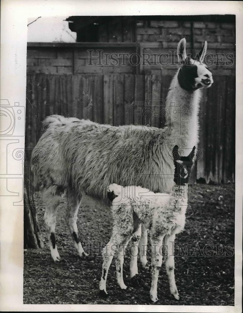 1944 Press Photo Mother Peruvian Llama And Cria, Joe, At London Zoo - Historic Images