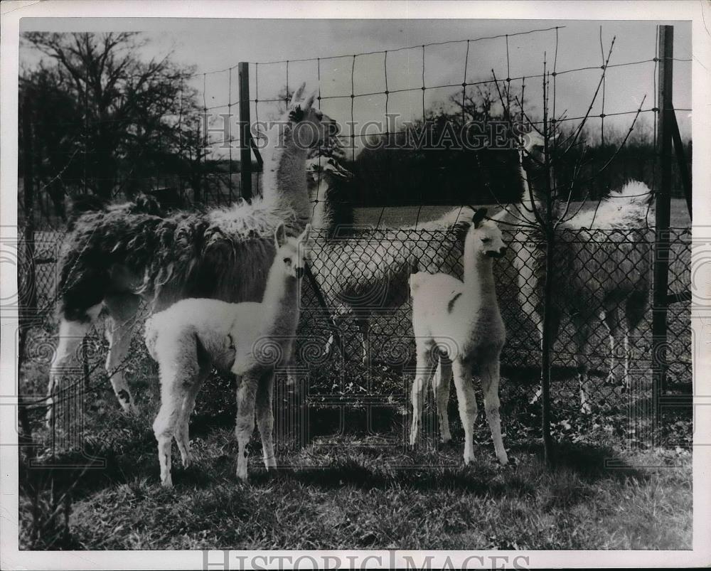 1953 Press Photo Mother Lama shows off her 2 white-coated youngsters - Historic Images