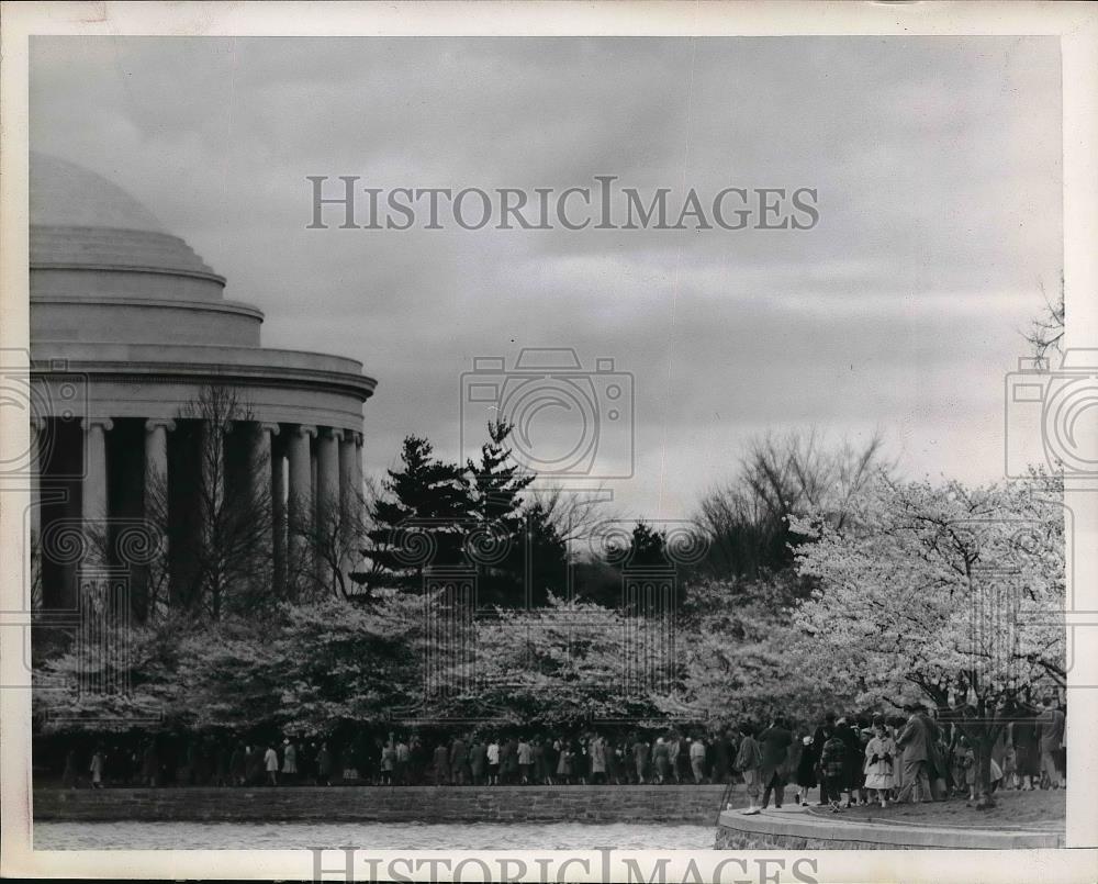 1952 Press Photo Famed Cherry Blossom Trees in Washington - Historic Images