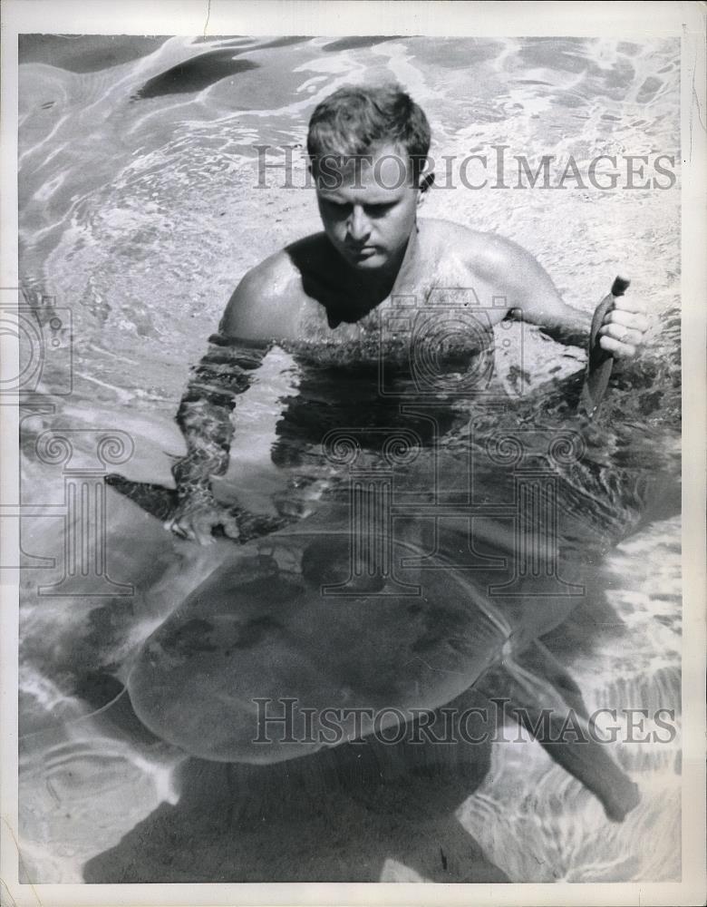 1959 Press Photo Giant Lemon Shark at Seaquarium - Historic Images