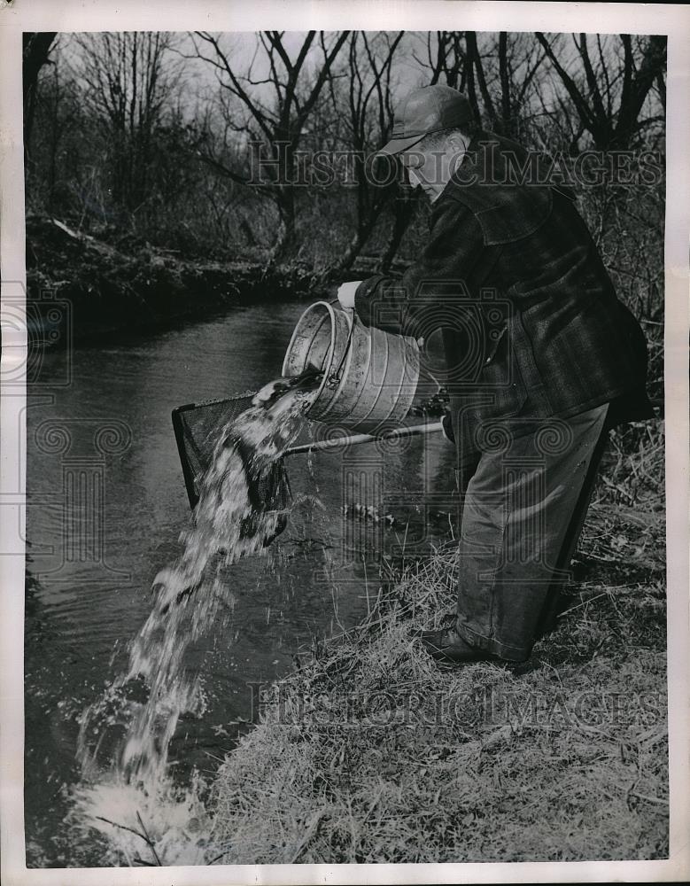 1951 Press Photo Rainbow Trout Released by State Fish Commission - Historic Images