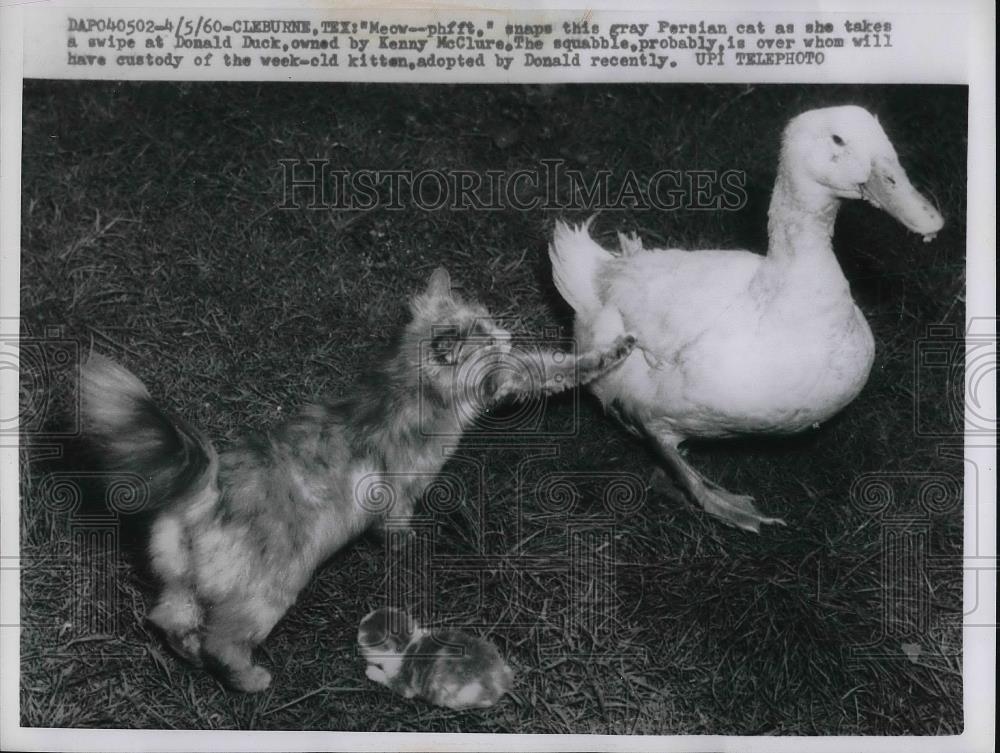 1960 Press Photo Gray Perisan Cat &amp; Donald Duck - Historic Images