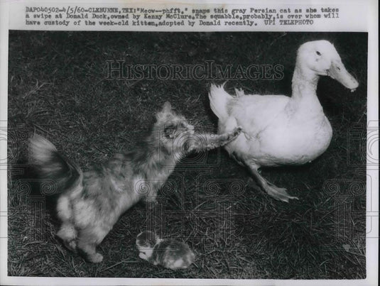1960 Press Photo Gray Perisan Cat & Donald Duck - Historic Images