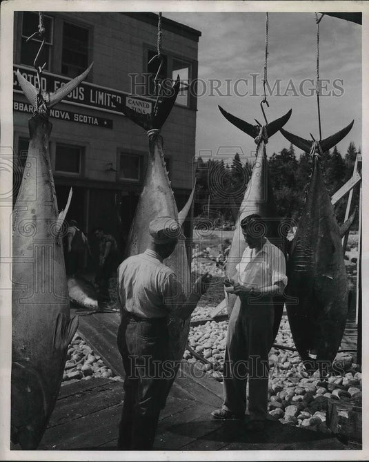 1947 Press Photo Fisherman Berni Jollimore and Arthur Snow checking their catch - Historic Images