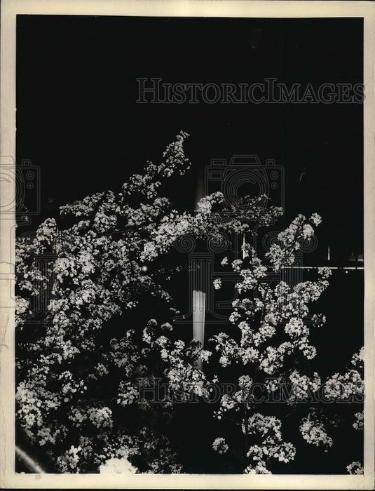 1933 Press Photo night view of Washington Monument & Cherry Blossoms in DC - Historic Images