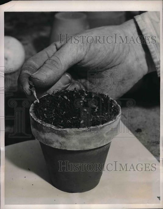 1940 Press Photo This pot is not filled w/ soil but with osmundin, more commonly - Historic Images