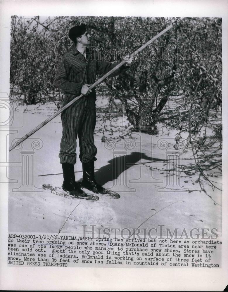 1956 Press Photo Orchardists like Duane McDonald, do their tree pruning on show - Historic Images