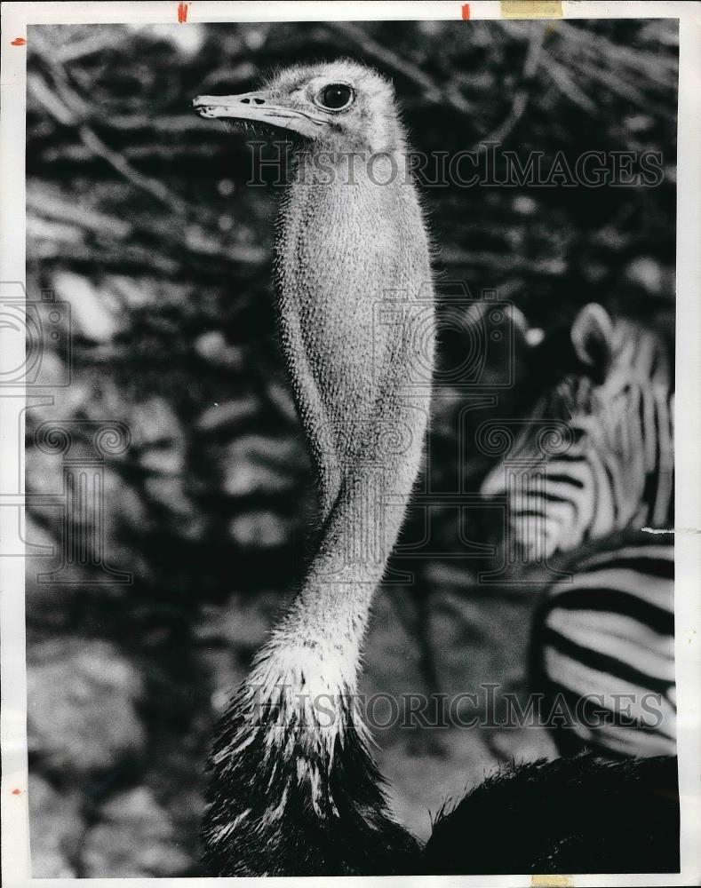 1972 Press Photo Ostrich at the Hamburg Zoo, Frankfurt, Germany - Historic Images