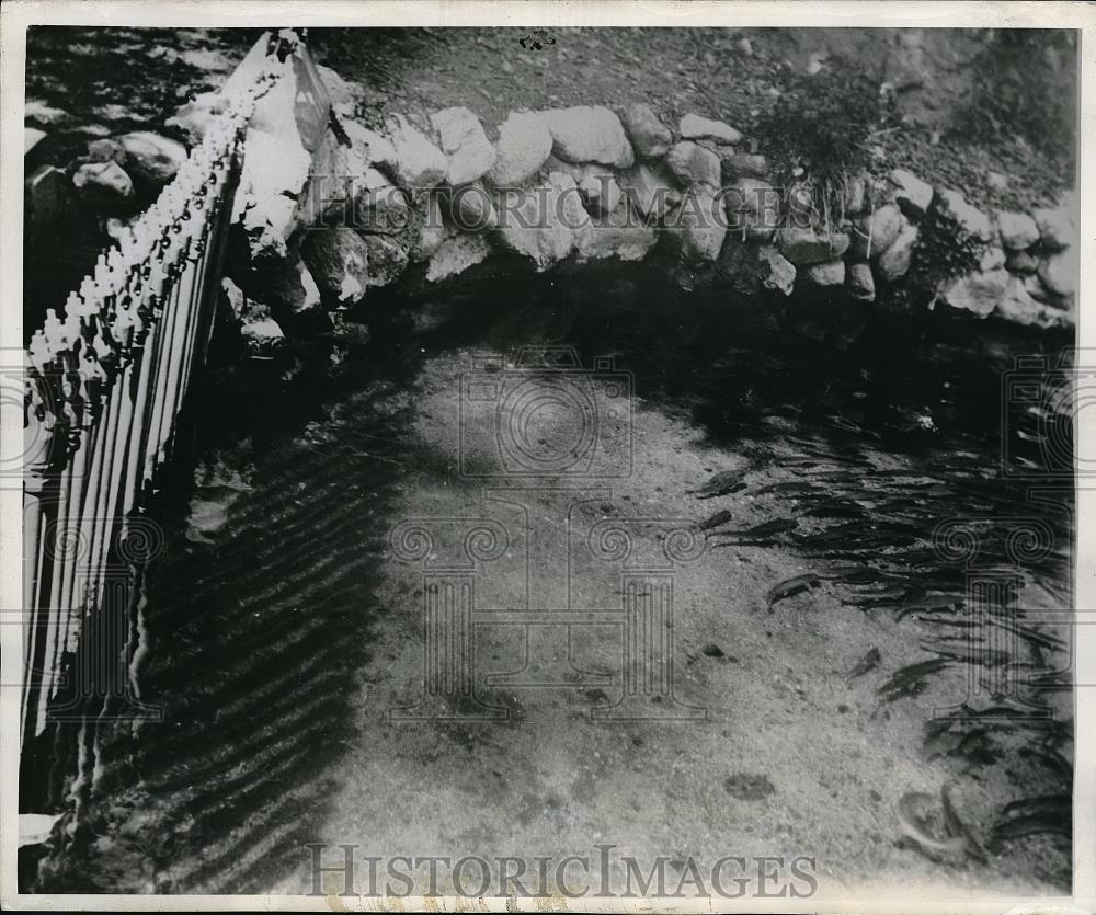 1945 Press Photo Pittsburgh PA Rainbow Trout electric Fish Fence - Historic Images