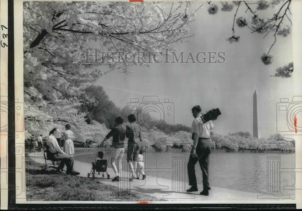 1963 Press Photo Famed Cherry Blossom Trees in Washington - Historic Images